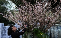 can canh hang nghin canh hoa anh dao duoc cam tai tuong dai ly thai to