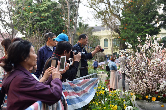 nguoi dan ha noi hao huc chup anh voi hoa anh dao tu ngoai hang rao