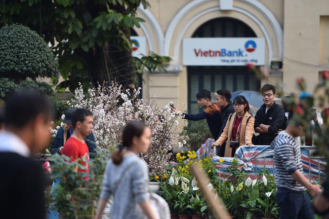 nguoi dan ha noi hao huc chup anh voi hoa anh dao tu ngoai hang rao