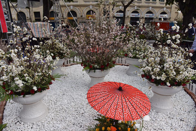 nguoi dan ha noi hao huc chup anh voi hoa anh dao tu ngoai hang rao