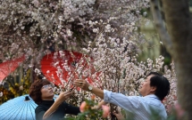 nguoi dan ha noi hao huc chup anh voi hoa anh dao tu ngoai hang rao