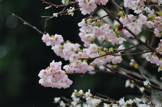 nguoi dan doi mua do xo di chup anh voi hoa anh dao xin 100 o ha noi