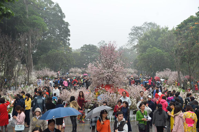 nguoi dan doi mua do xo di chup anh voi hoa anh dao xin 100 o ha noi