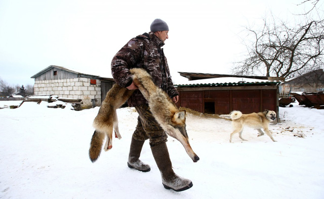 hon 30 nam sau tham hoa chernobyl dong vat hoang da dang phat trien manh me tai day con con nguoi van khong the sinh song