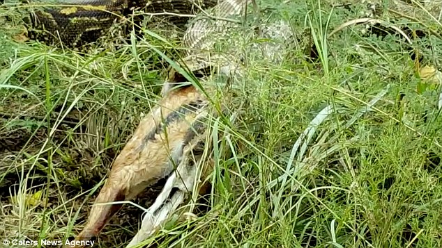 video tran khong lo ha mom ca mot con nai chui ra