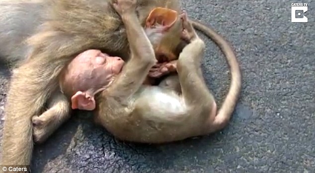 video khi con om xac me khong roi khien con nguoi cung khong cam duoc nuoc mat