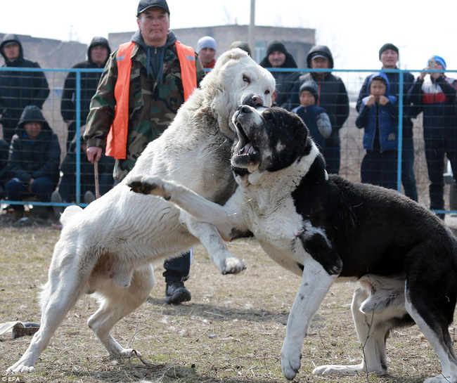 nhung hinh anh tan khoc trong le hoi choi cho khien nhieu nguoi khong khoi rung minh