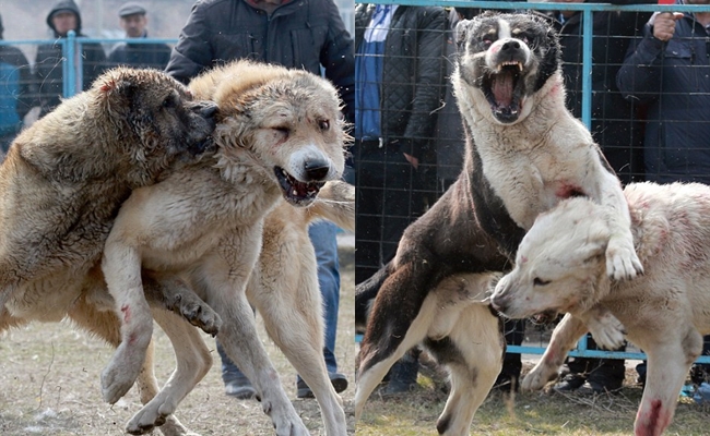 nhung hinh anh tan khoc trong le hoi choi cho khien nhieu nguoi khong khoi rung minh