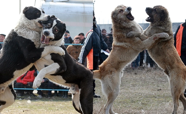 nhung hinh anh tan khoc trong le hoi choi cho khien nhieu nguoi khong khoi rung minh
