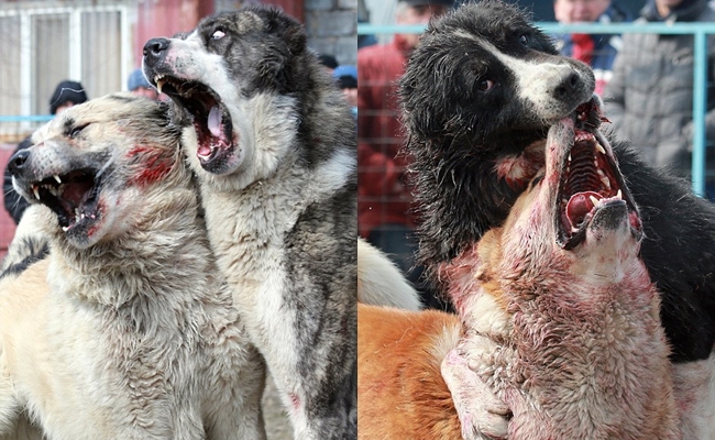 nhung hinh anh tan khoc trong le hoi choi cho khien nhieu nguoi khong khoi rung minh