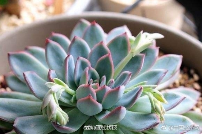 het co be vo dien den con ca khac biet dan mang lai duoc phen cuoi ra nuoc mat voi cuc thit cua cau be nay