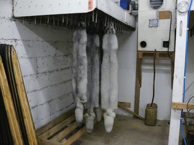 khong chi rieng ca sau nhieu con vat khac cung phai chiu noi dau tan cung cho nganh thoi trang