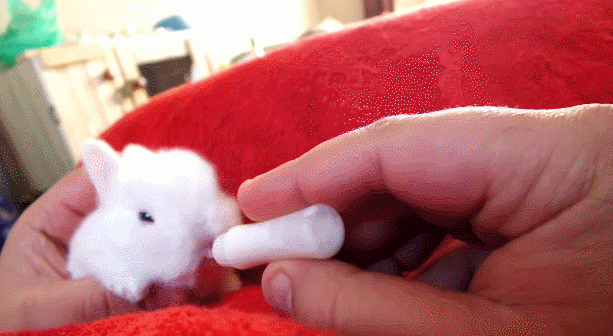 15 chu chuot hamster dang yeu sieu cap khien ai cung me met