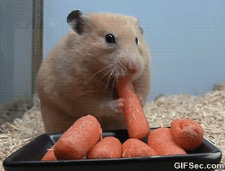 15 chu chuot hamster dang yeu sieu cap khien ai cung me met
