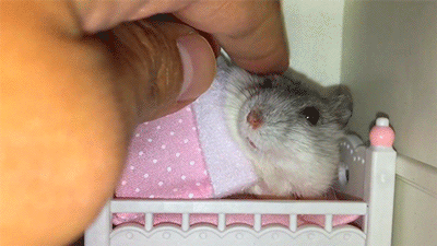 15 chu chuot hamster dang yeu sieu cap khien ai cung me met