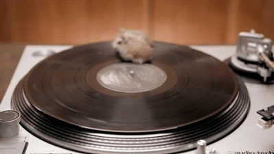 15 chu chuot hamster dang yeu sieu cap khien ai cung me met