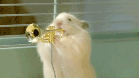 15 chu chuot hamster dang yeu sieu cap khien ai cung me met