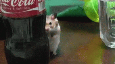 15 chu chuot hamster dang yeu sieu cap khien ai cung me met