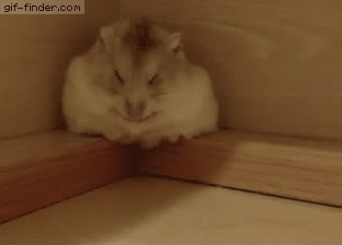 15 chu chuot hamster dang yeu sieu cap khien ai cung me met
