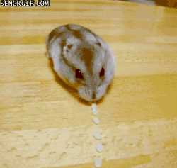15 chu chuot hamster dang yeu sieu cap khien ai cung me met