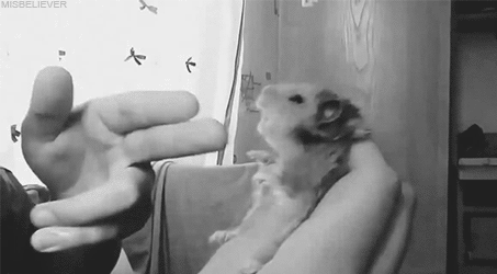 15 chu chuot hamster dang yeu sieu cap khien ai cung me met