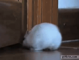 15 chu chuot hamster dang yeu sieu cap khien ai cung me met