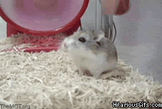 15 chu chuot hamster dang yeu sieu cap khien ai cung me met