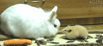 15 chu chuot hamster dang yeu sieu cap khien ai cung me met