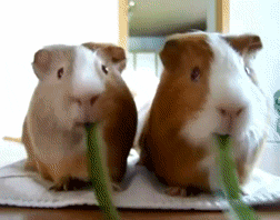 15 chu chuot hamster dang yeu sieu cap khien ai cung me met