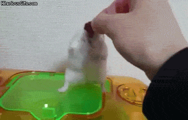 15 chu chuot hamster dang yeu sieu cap khien ai cung me met