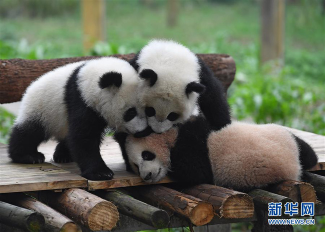 lan dau giao luu voi nguoi ham mo gau truc con ben len om chan nguoi cham thu khong roi