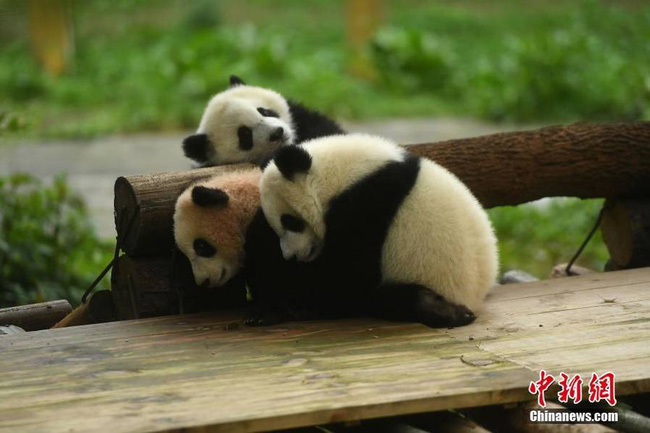 lan dau giao luu voi nguoi ham mo gau truc con ben len om chan nguoi cham thu khong roi