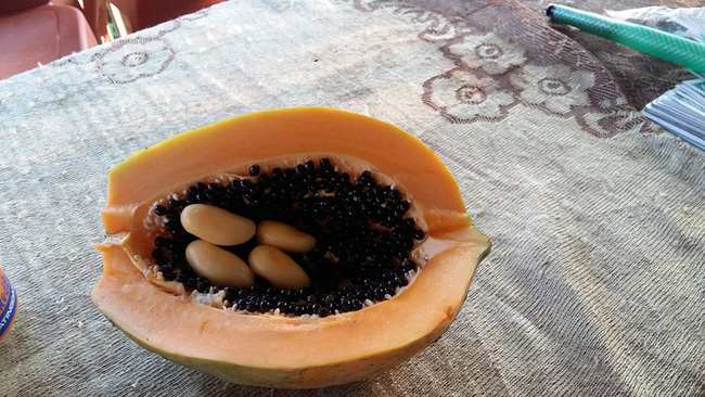 nguoi dan nghe an hao huc di xem du du mang bau