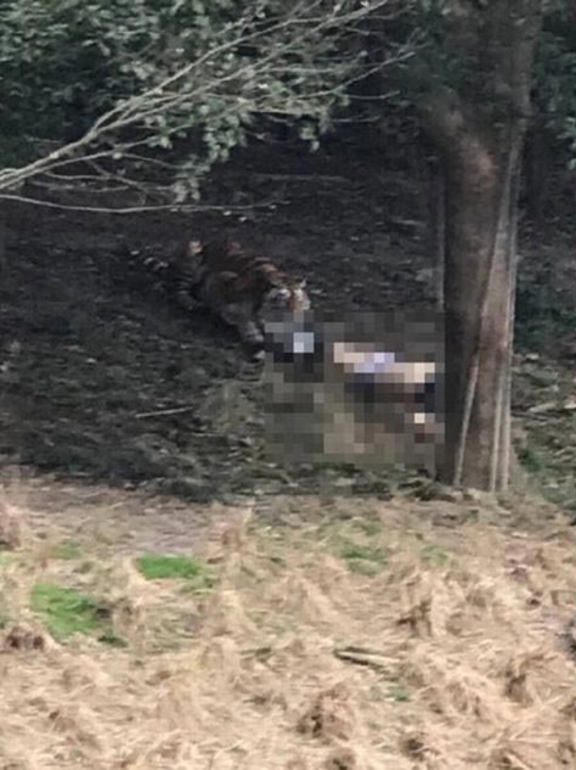 trung quoc ca gia dinh hon nhien tan bo giua khu vuc cong vien tung co ho vo chet nguoi