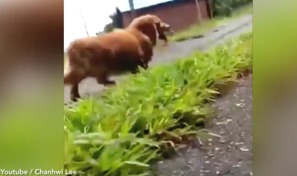 chu gia vo ngat xiu de xem phan ung cua cho va cai ket vua buon cuoi vua cay cu