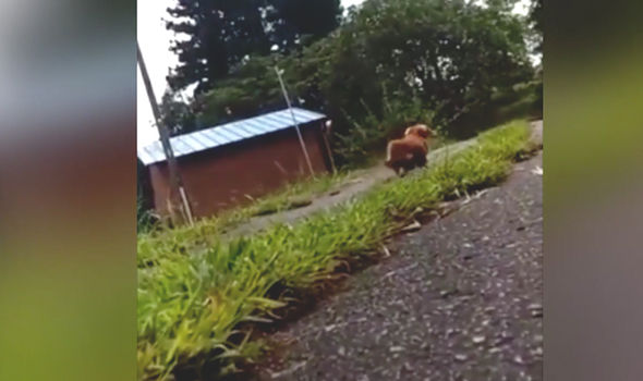 chu gia vo ngat xiu de xem phan ung cua cho va cai ket vua buon cuoi vua cay cu