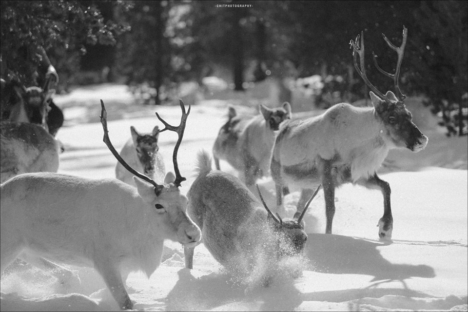 hanh trinh 15 ngay di tim bo lac tuan loc truyen thuyet cua nhiep anh gia tre nguoi viet