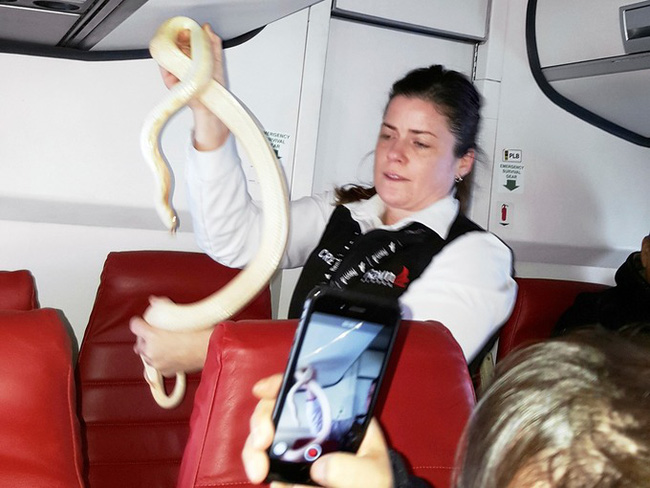 di may bay hanh khach phat hoang khi thay ran bo lom ngom ra khoi tui xach