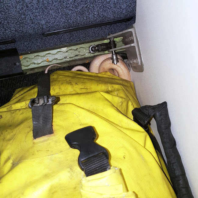 di may bay hanh khach phat hoang khi thay ran bo lom ngom ra khoi tui xach