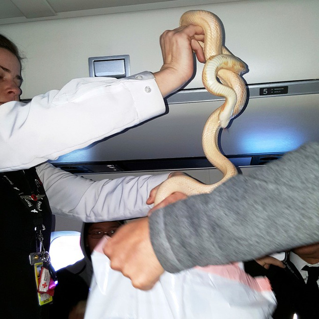 di may bay hanh khach phat hoang khi thay ran bo lom ngom ra khoi tui xach