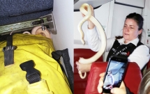 di may bay hanh khach phat hoang khi thay ran bo lom ngom ra khoi tui xach