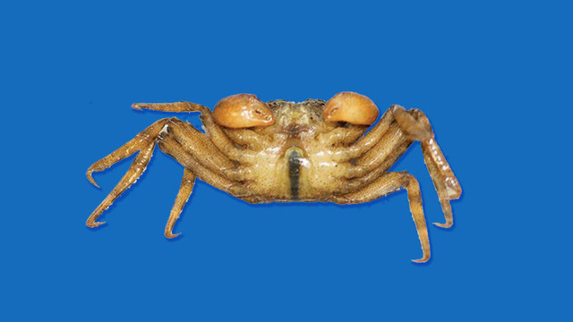 cac nha khoa hoc kham pha ra loai cua moi dai khong qua 1 cm va co the leo cay dung leo len cay