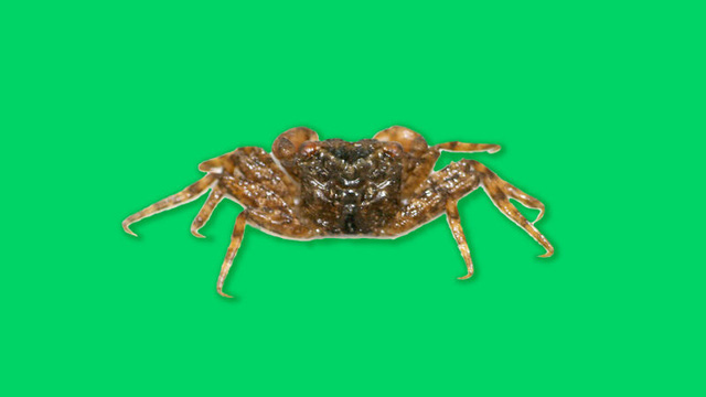 cac nha khoa hoc kham pha ra loai cua moi dai khong qua 1 cm va co the leo cay dung leo len cay