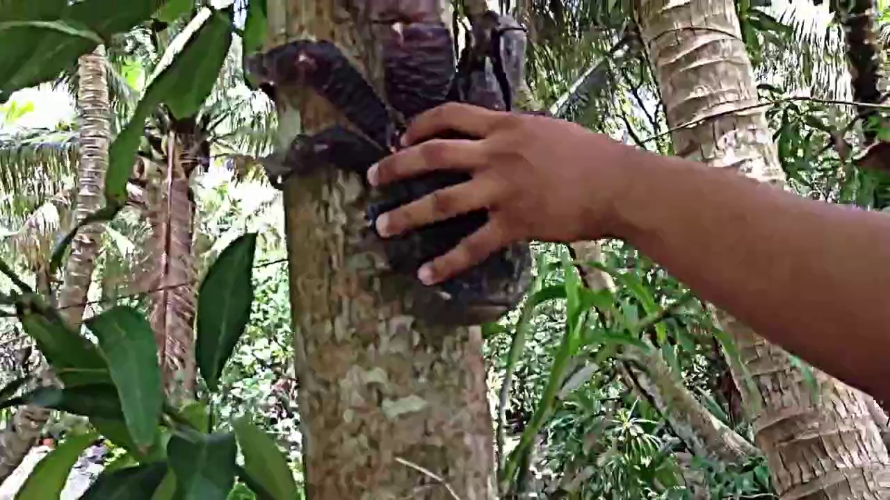 cac nha khoa hoc kham pha ra loai cua moi dai khong qua 1 cm va co the leo cay dung leo len cay