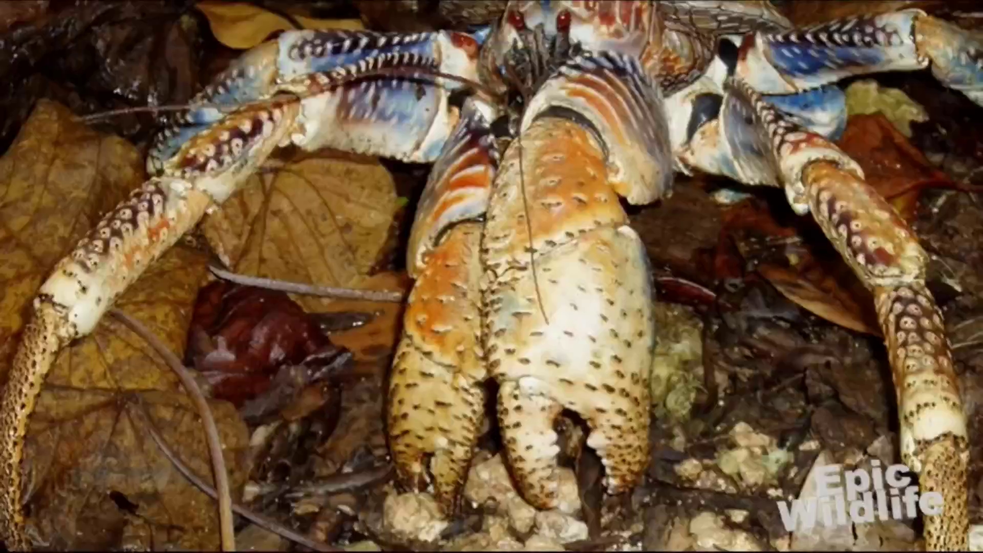 cac nha khoa hoc kham pha ra loai cua moi dai khong qua 1 cm va co the leo cay dung leo len cay