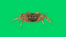 cac nha khoa hoc kham pha ra loai cua moi dai khong qua 1 cm va co the leo cay dung leo len cay