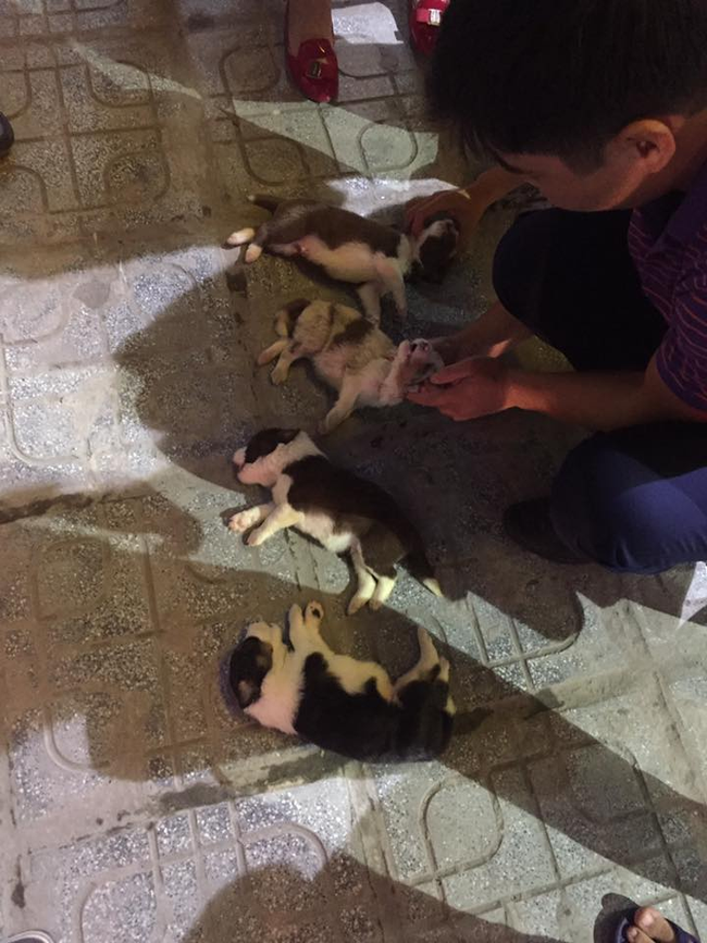 ha noi 4 chu cho con dong border collie nam thoi thop sau khi bi nem tu tang 40 chung cu xuong dat