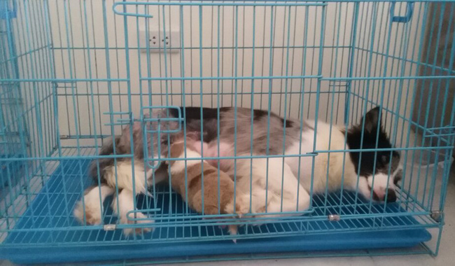 ha noi 4 chu cho con dong border collie nam thoi thop sau khi bi nem tu tang 40 chung cu xuong dat