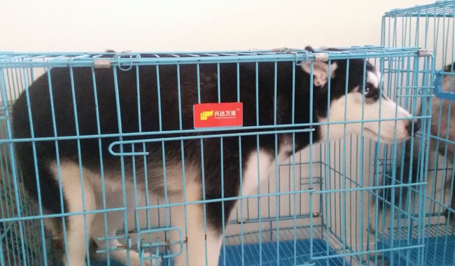 ha noi 4 chu cho con dong border collie nam thoi thop sau khi bi nem tu tang 40 chung cu xuong dat