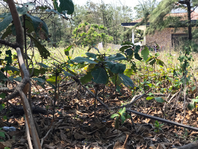 nhieu du an resort nghi duong cham tien do bo hoang tren dat vang ven bien phu yen